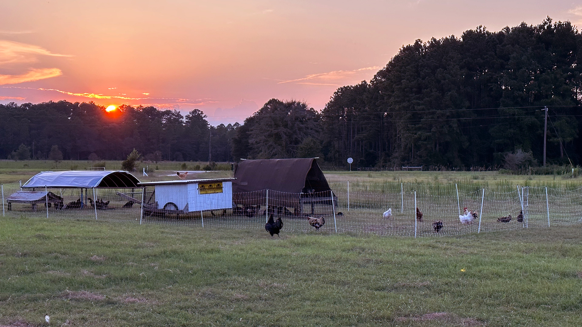 CONDENSED-Chickens-and-sunset