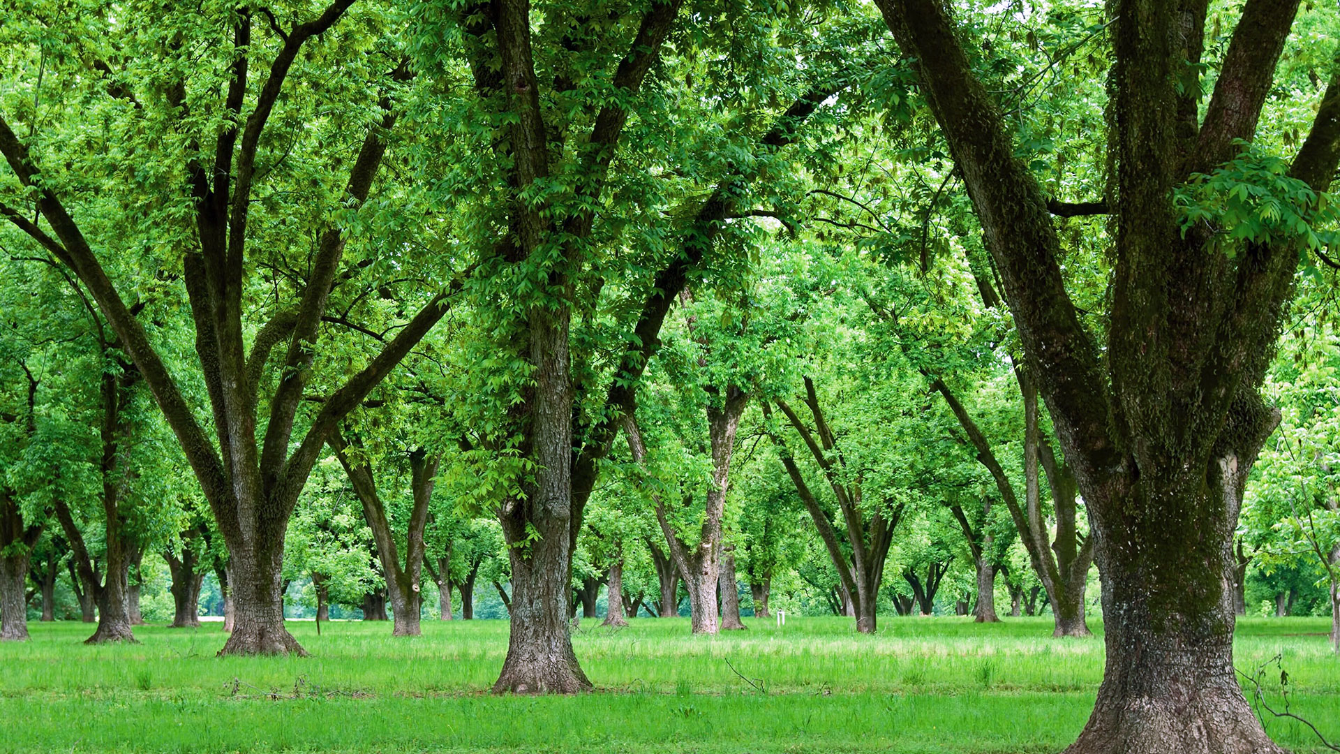 CONDENSED-pecan-grove