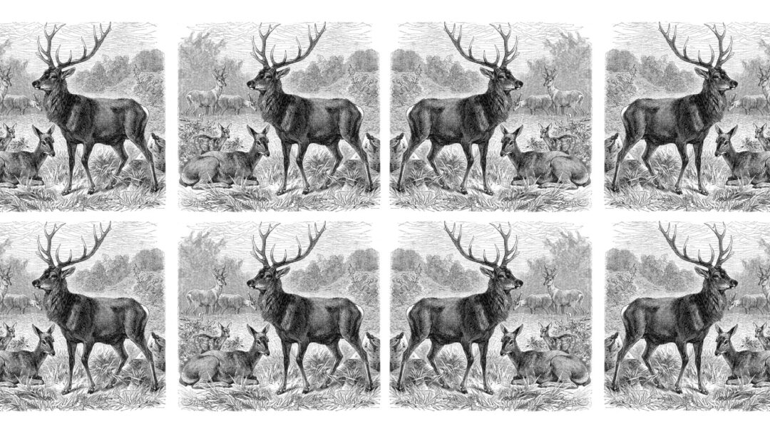 A vintage black and white engraving repeated in quadrants shows a majestic buck deer with full antlers standing alert in a woodland setting, accompanied by resting does. The image accompanies Paul Jones' new poetry collection in Salvation South magazine. In the background, additional deer graze peacefully. The detailed crosshatching and classical style of the illustration evokes themes of natural dignity, endurance, and timeless relationships in the American wilderness. The mirrored composition creates a symmetrical pattern that reinforces themes of reflection and contemplation.