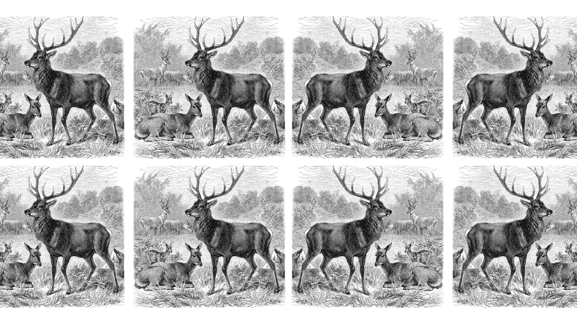 A vintage black and white engraving repeated in quadrants shows a majestic buck deer with full antlers standing alert in a woodland setting, accompanied by resting does. The image accompanies Paul Jones' new poetry collection in Salvation South magazine. In the background, additional deer graze peacefully. The detailed crosshatching and classical style of the illustration evokes themes of natural dignity, endurance, and timeless relationships in the American wilderness. The mirrored composition creates a symmetrical pattern that reinforces themes of reflection and contemplation.