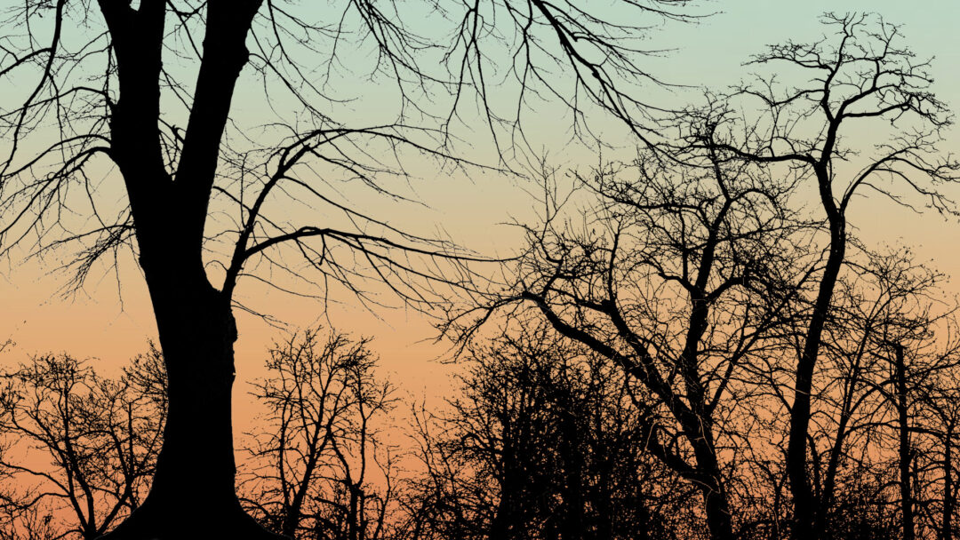 Silhouetted winter trees against a pastel sunset sky evoke solastalgia, environmental grief, and childhood memories of rural Georgia, as explored by Tracy Thompson in her poignant essay.