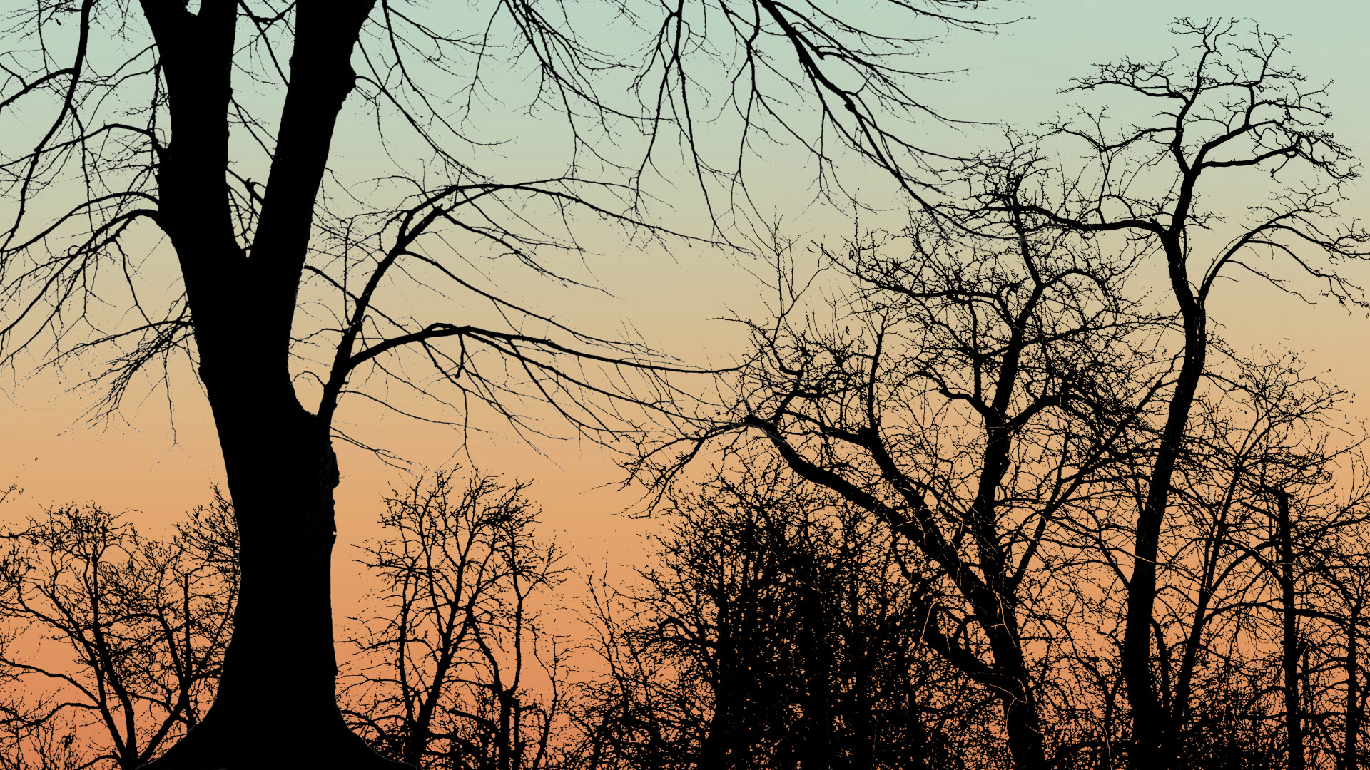 Silhouetted winter trees against a pastel sunset sky evoke solastalgia, environmental grief, and childhood memories of rural Georgia, as explored by Tracy Thompson in her poignant essay.