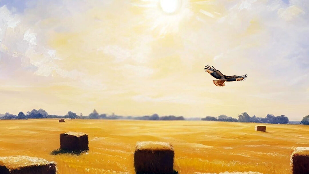 A hawk soaring above a hayfield under the sun, illustrating 'Succession,' a nature-inspired poem by Tennessee poet Sherry Poff. Keywords: Tennessee poet Sherry Poff, Appalachian poetry Succession, nature-inspired poems Tennessee.